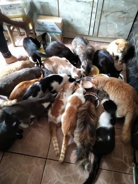 Допомога безпритульним котикам на Семенівщині
