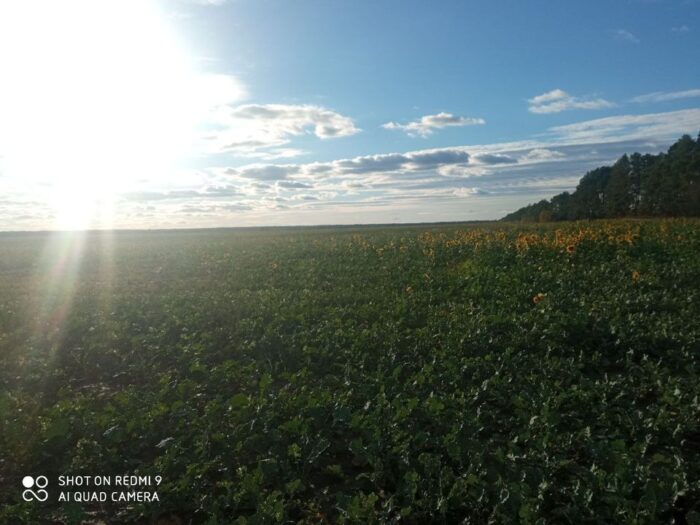 ФОТОФАКТ. На полях Семенівщини зацвів сонях серед ріпаку