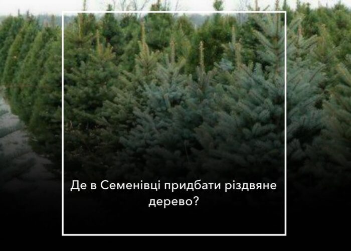 Продаж ялинок у Семенівці: старт з середини грудня