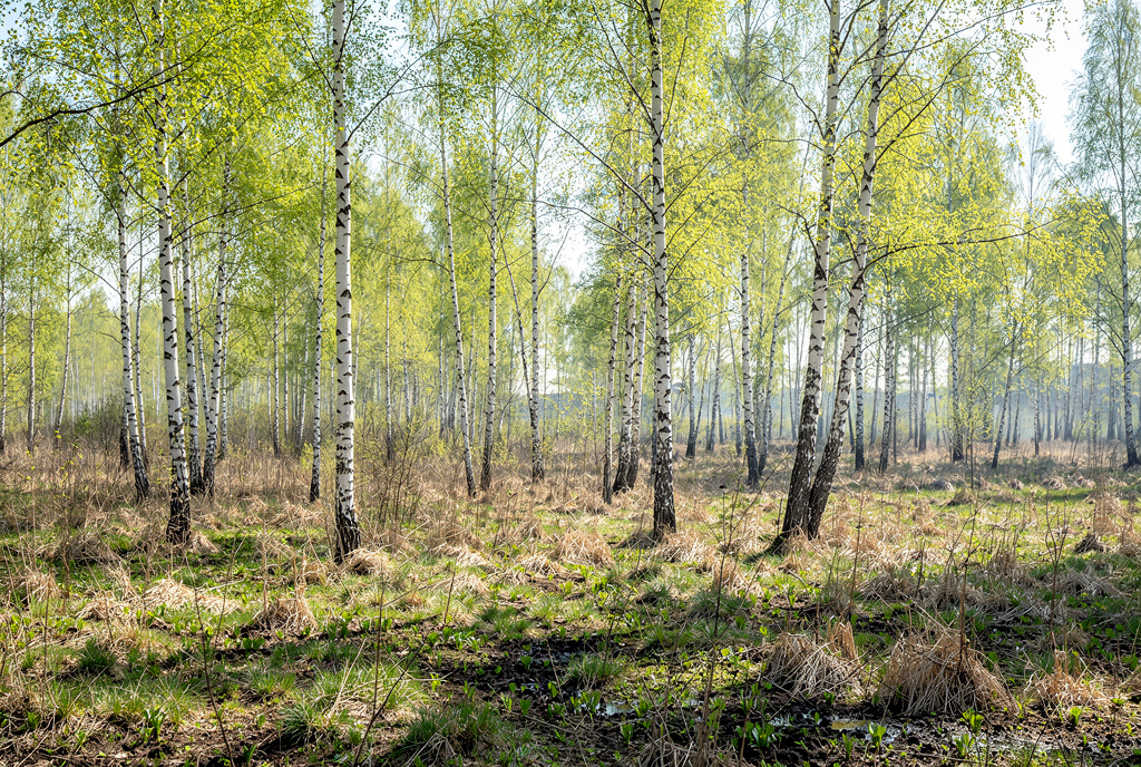 Погода у Семенівці на 14.04.2026